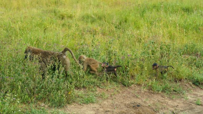 在塞伦盖蒂国家公园漫步的狒狒一家