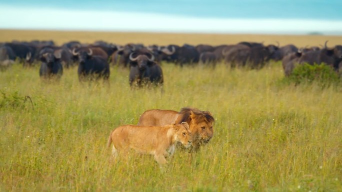 草地上狮子和水牛的慢镜头。野生动物园里的动物都在草地上。塞伦盖蒂国家公园的景色。