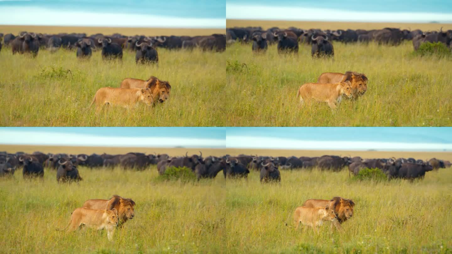 草地上狮子和水牛的慢镜头。野生动物园里的动物都在草地上。塞伦盖蒂国家公园的景色。