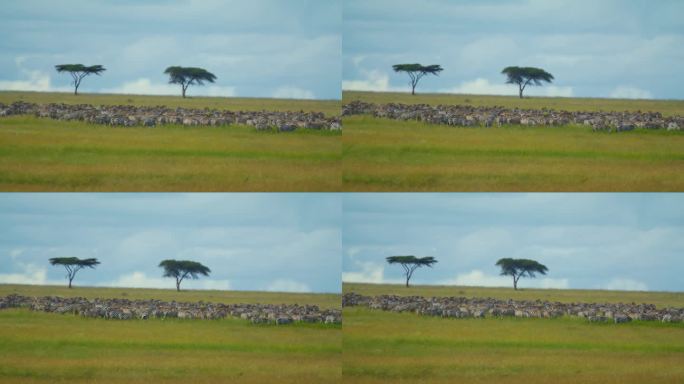 在塞伦盖蒂国家公园，斑马在广阔的草地上对着天空的锁定镜头