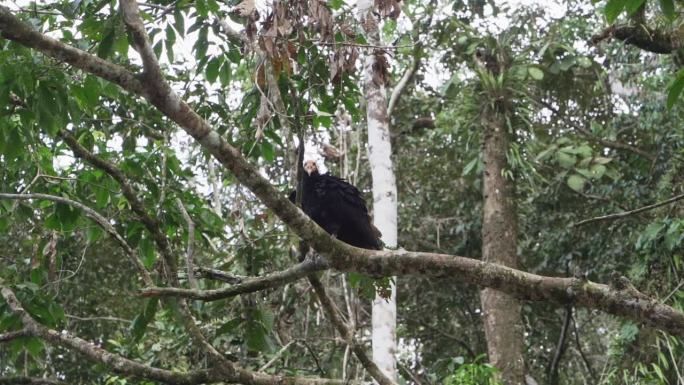 黄头秃鹫，Cathartes melambrotus，也叫森林秃鹫，栖息在厄瓜多尔亚马逊流域库亚贝诺