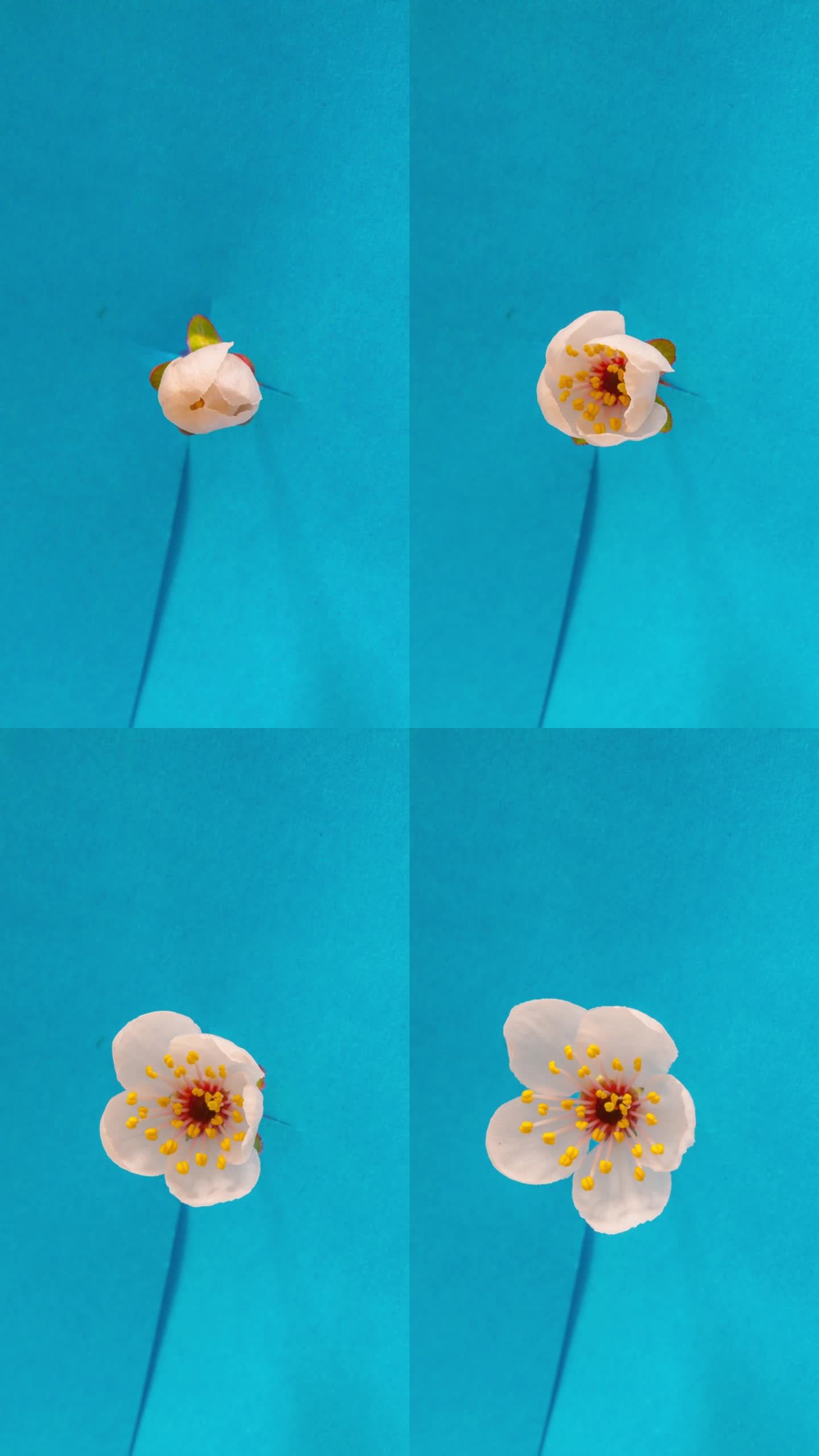 一棵梅树的花朵在蓝色的背景上绽放和生长。梅花盛开的花朵。垂直延时9:16比例手机和社交媒体就绪。