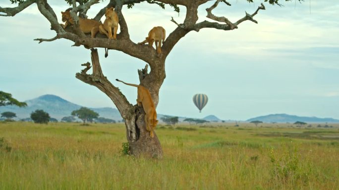 慢动作拍摄雌狮在树上，一只正在下降，背景是一个气球在飞。野生动物在自然保护区的树枝上对着天空。塞伦盖