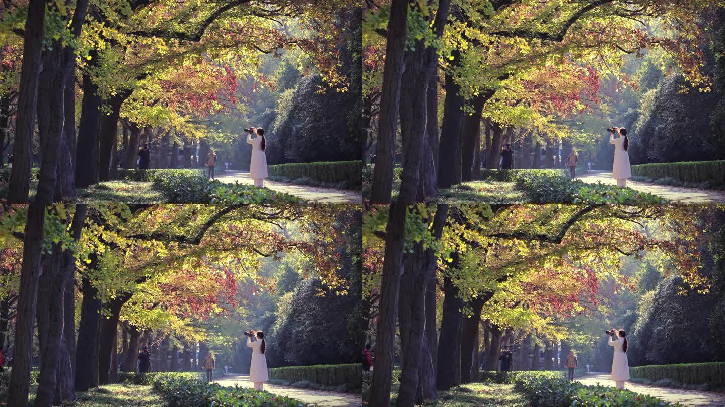 秋天早晨红色乌桕树下拍照的女子