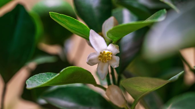 柚子花 橘子花 柑橘花 橙子花 青橘花