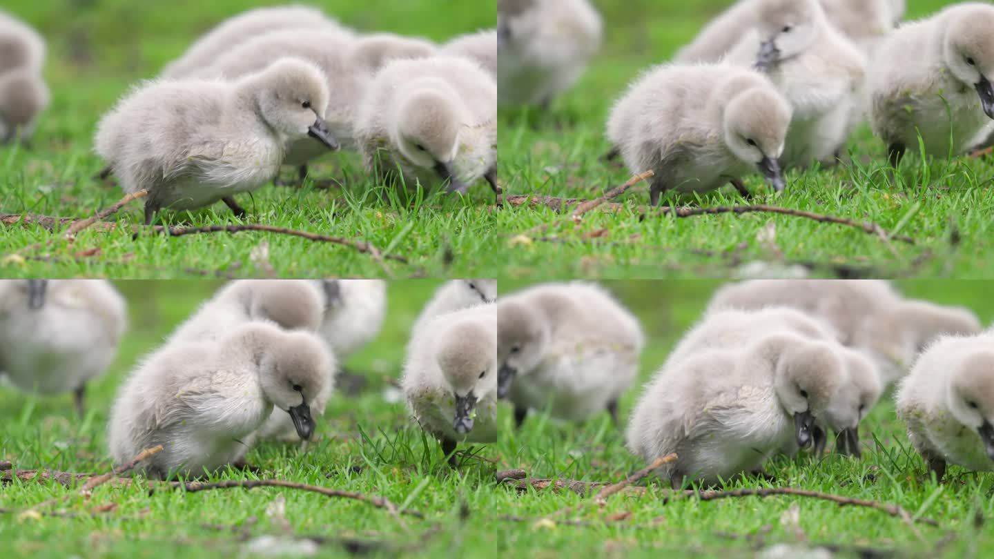 可爱毛茸茸的小天鹅鸭在城市公园的绿草上吃草