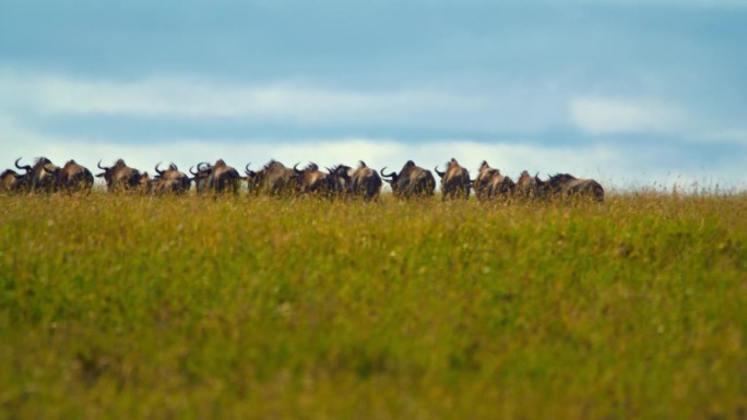 在塞伦盖蒂国家公园，角马群在草地上逆天行走