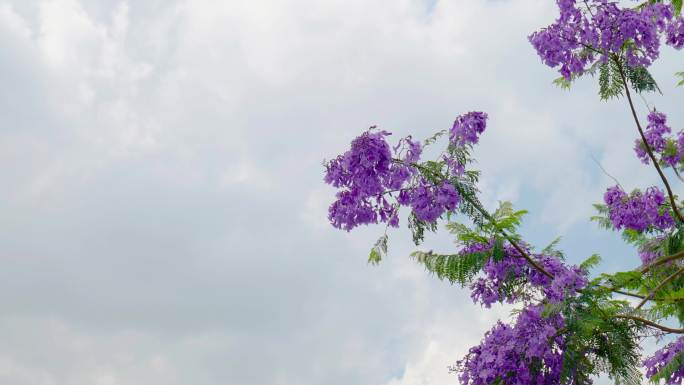 蓝花楹特写