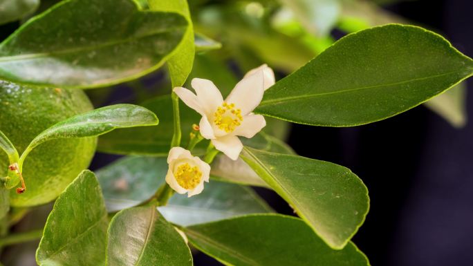 柚子花 橘子花 柑橘花 橙子花 青橘花