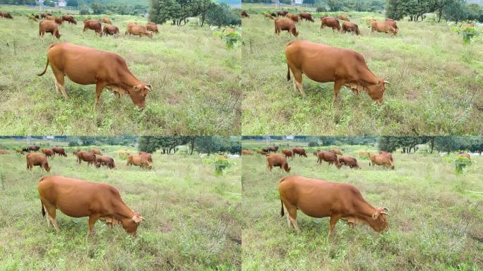 乡村牧场绿色田野里一群黄牛在悠闲的吃草
