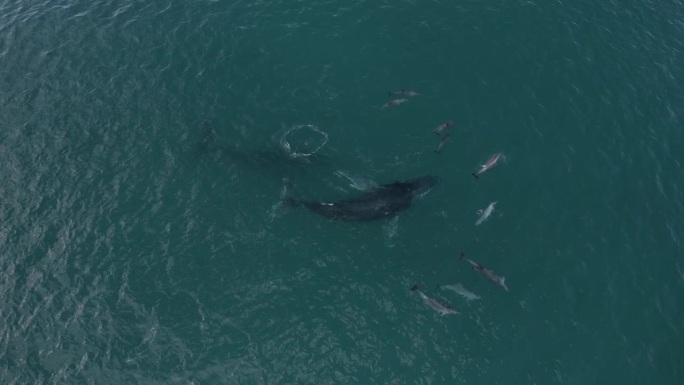 无人机拍摄的一小群宽吻海豚在一个阳光明媚的日子里与座头鲸一起游泳玩耍