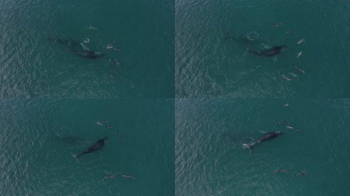 无人机拍摄的一小群宽吻海豚在一个阳光明媚的日子里与座头鲸一起游泳玩耍
