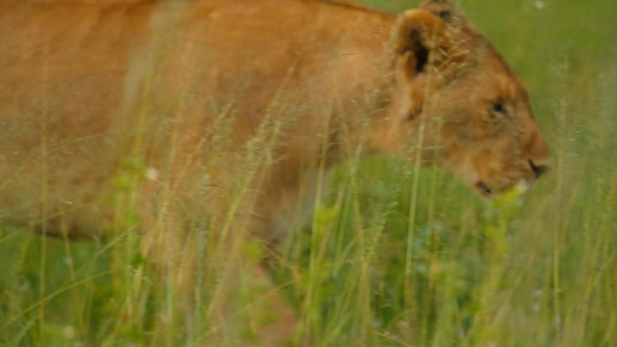 慢镜头的狮子在草地上行走。野生动物在自然保护区。塞伦盖蒂国家公园的野生动物。