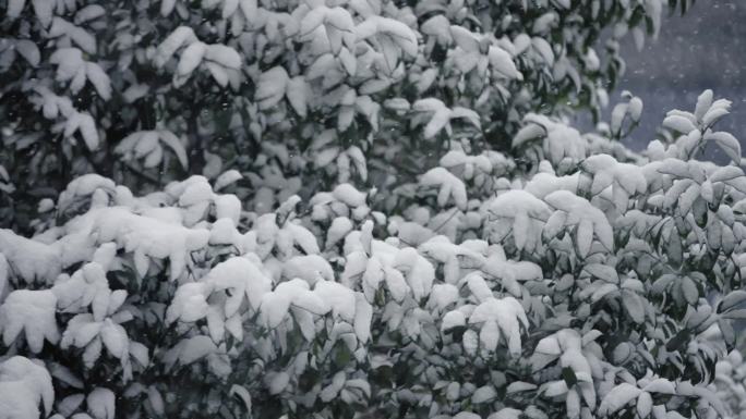 冬天下雪雪景慢动作唯美高速镜头