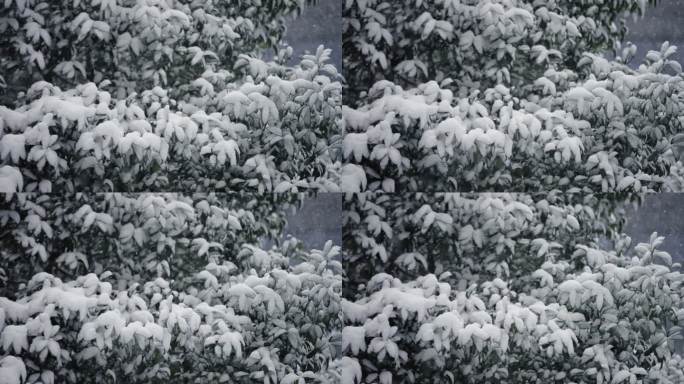 冬天下雪雪景慢动作唯美高速镜头