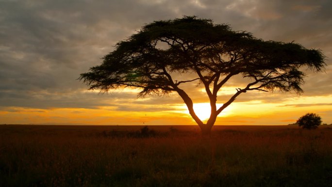 起重机拍摄的金合欢树独自矗立在坦桑尼亚的景观在早晨。让自己沉浸在塞伦盖蒂国家公园的宁静之美中