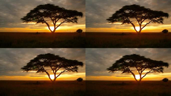 起重机拍摄的金合欢树独自矗立在坦桑尼亚的景观在早晨。让自己沉浸在塞伦盖蒂国家公园的宁静之美中