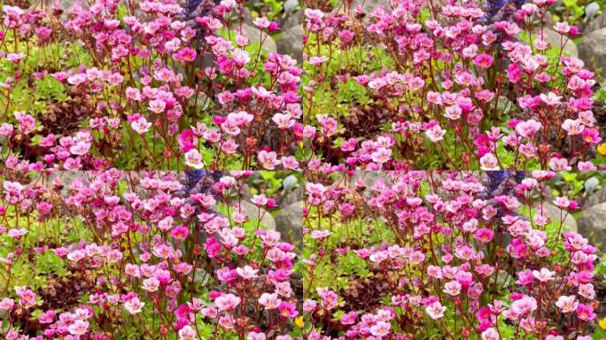 粉红色的小花在柔和的春风下摇曳。清新的自然背景。4K彩色花卉视频。