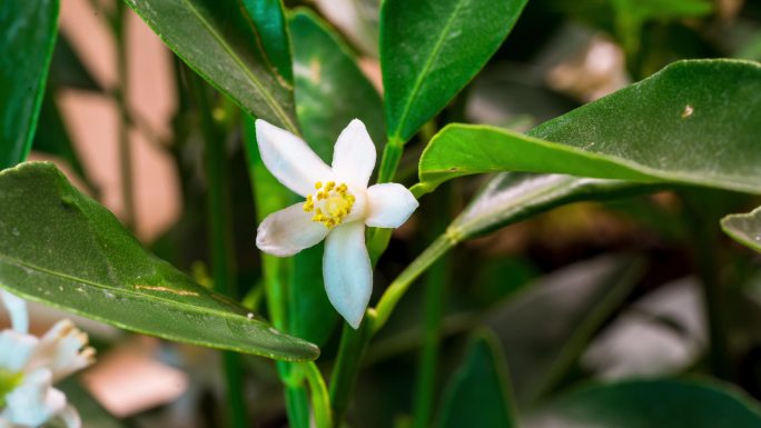 柚子花 橘子花 柑橘花 橙子花 青橘花