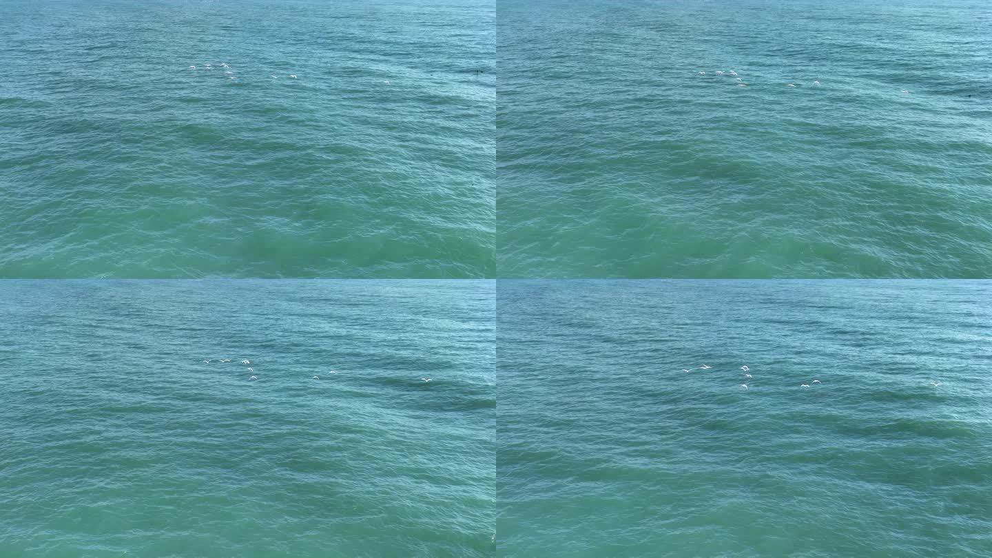 白鹤在大海上自由的飞翔