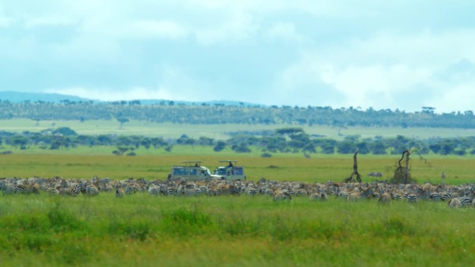 在塞伦盖蒂国家公园的草地上，斑马和狩猎车辆的中间距离