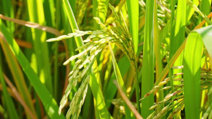 乡下农田里生长茂盛稻穗饱满的水稻随风摇动