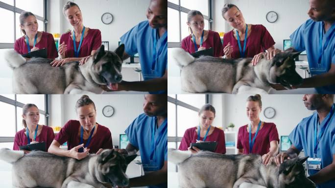 手术中男女兽医团队给宠物狗注射的特写