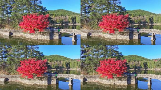 秋天的枫叶，红红的枫林