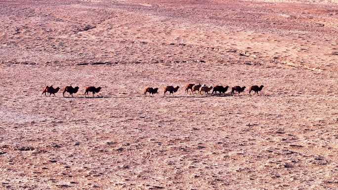 4k航拍河西走廊戈壁荒漠骆驼驮队
