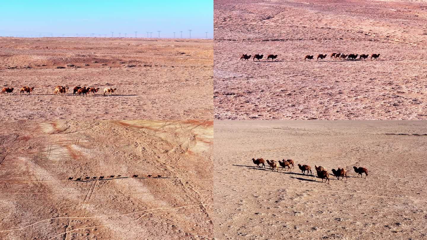 4k航拍河西走廊戈壁荒漠骆驼驮队