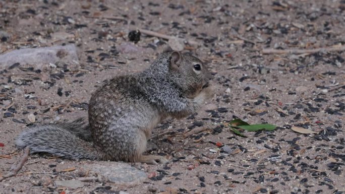 岩松鼠，亚利桑那州