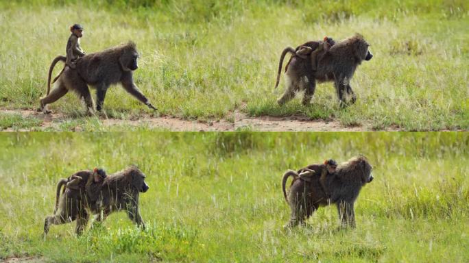 猴子和婴儿在田野里的慢动作镜头。野生动物园的动物都在野生动物保护区。它们在塞伦盖蒂国家公园。