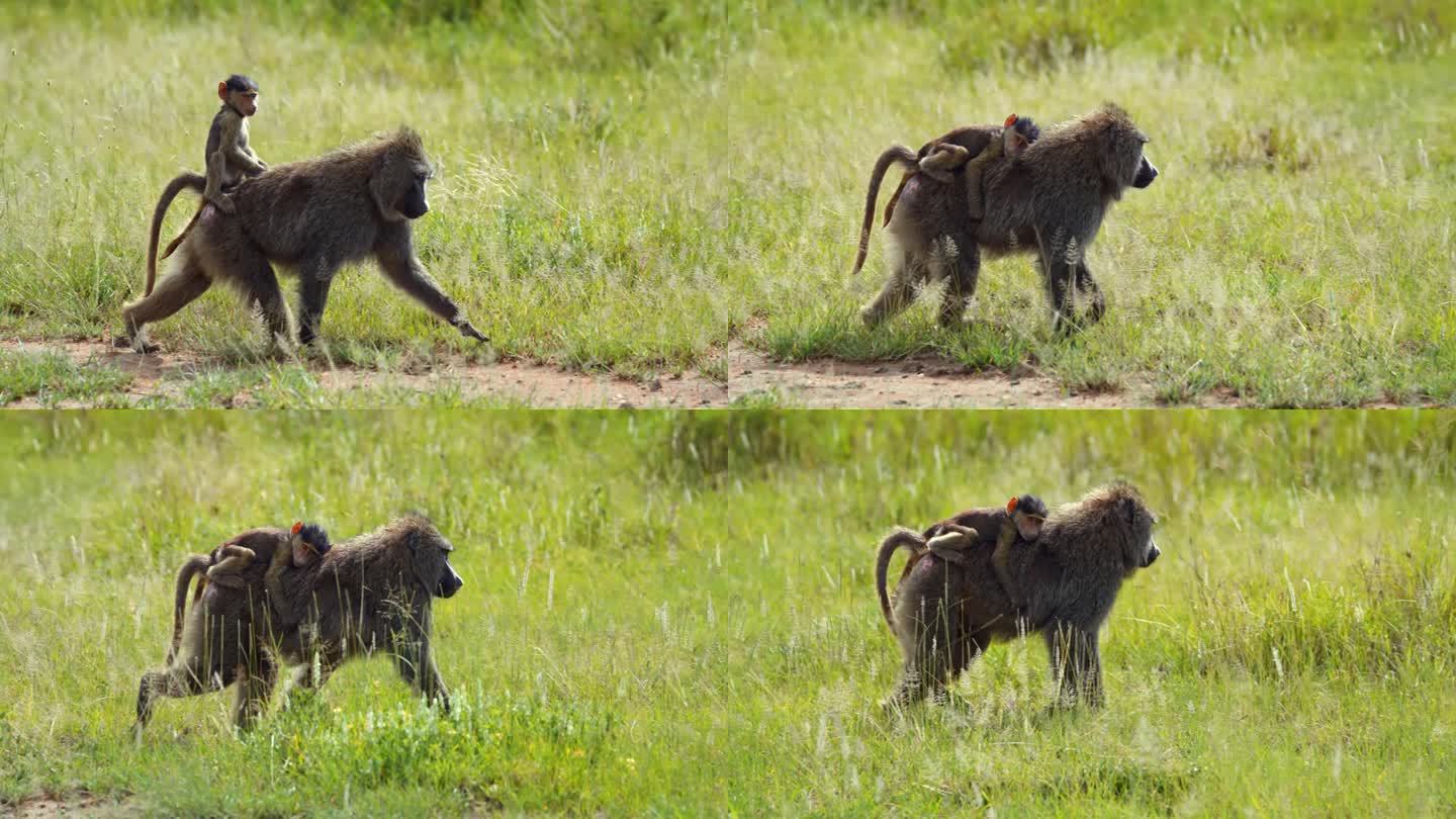 猴子和婴儿在田野里的慢动作镜头。野生动物园的动物都在野生动物保护区。它们在塞伦盖蒂国家公园。
