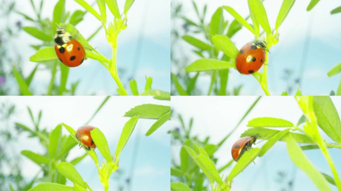 甲壳虫 七星瓢虫