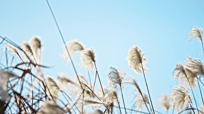 秋冬芦苇荡 芦苇 芦花