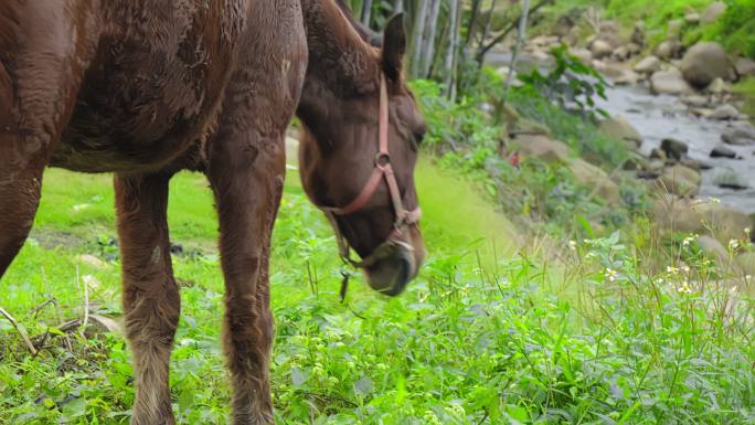 绿色田野里一匹棕色的马在悠闲的吃草