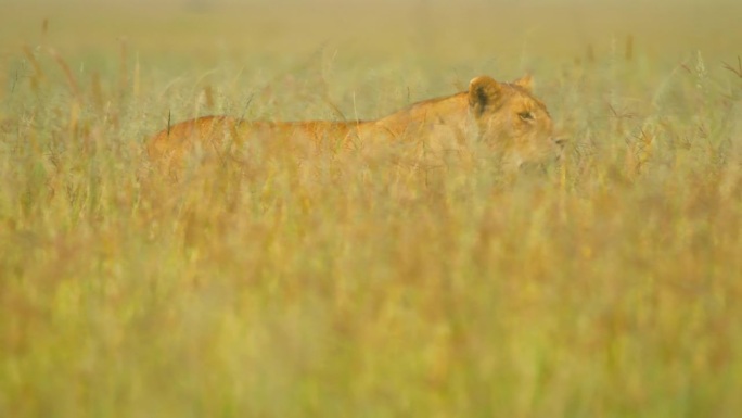 慢镜头拍摄雌狮在草地上行走。狩猎动物在野生动物保护区。塞伦盖蒂国家公园的大自然。
