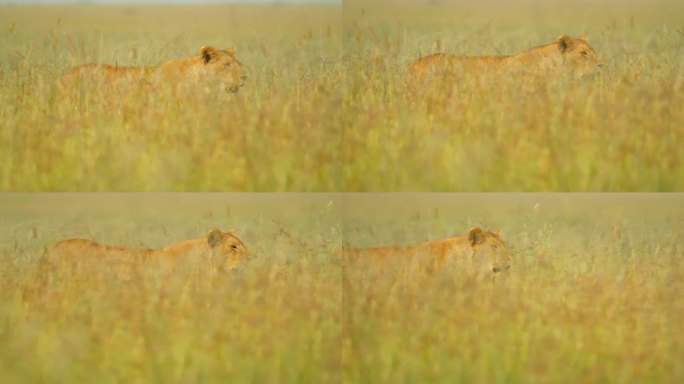 慢镜头拍摄雌狮在草地上行走。狩猎动物在野生动物保护区。塞伦盖蒂国家公园的大自然。