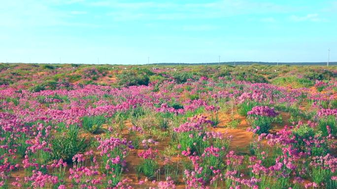 沙葱花