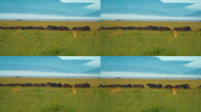 当一群野牛在塞伦盖蒂国家公园吃草时，雌狮在观察坦桑尼亚大草原。狩猎模式
