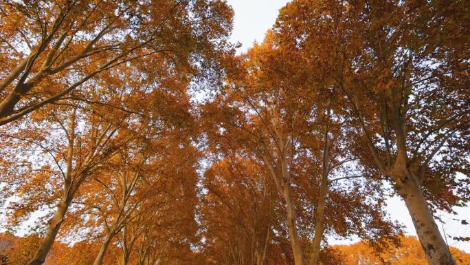 在秋天仰望美丽的梧桐树