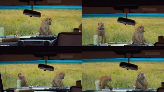 在坦桑尼亚，狒狒爬上汽车的挡风玻璃