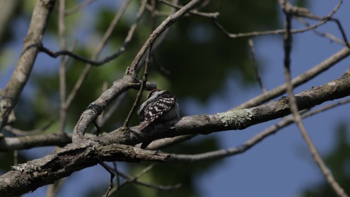 毛啄木鸟，华盛顿特区