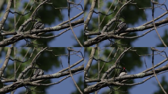 毛啄木鸟，华盛顿特区