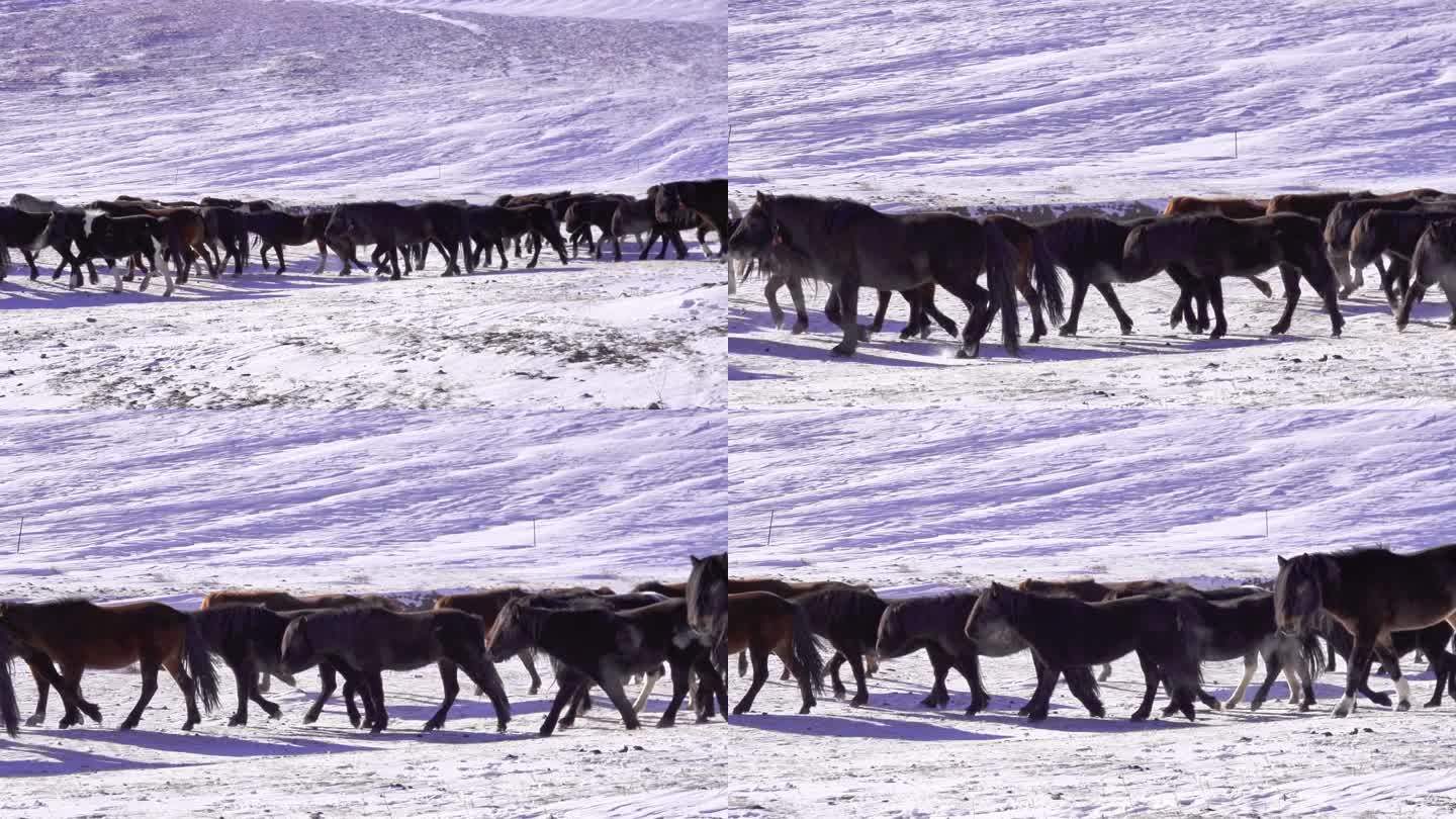 下雪草原上的牧马牛羊