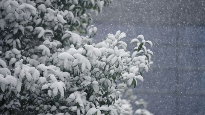 冬天下雪雪景慢动作唯美高速镜头