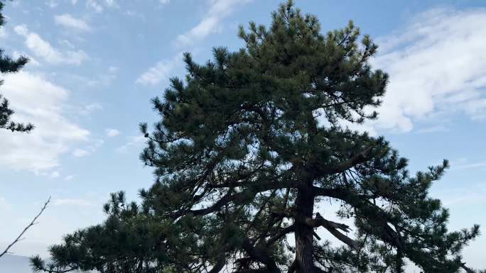蓝天白云下的松树