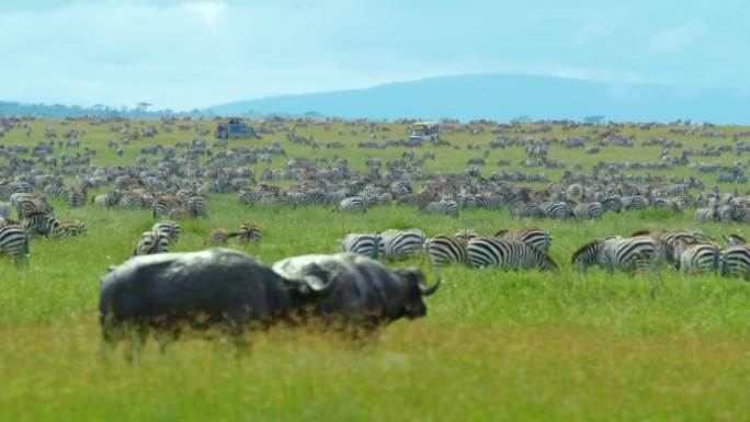 草地上一群斑马和水牛的慢镜头。阳光明媚的日子里，野生动物保护区里有一群野生动物。塞伦盖蒂国家公园的风