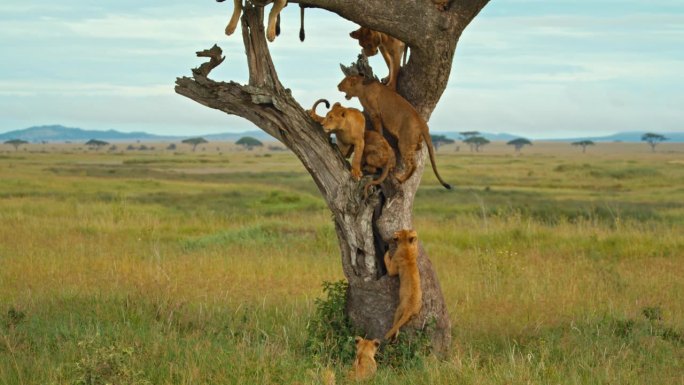 在塞伦盖蒂国家公园，狮子一家被锁在树上的照片