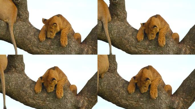 雌性动物在树枝上的慢镜头。雌狮站在树上，顶着天空。它们在塞伦盖蒂国家公园。